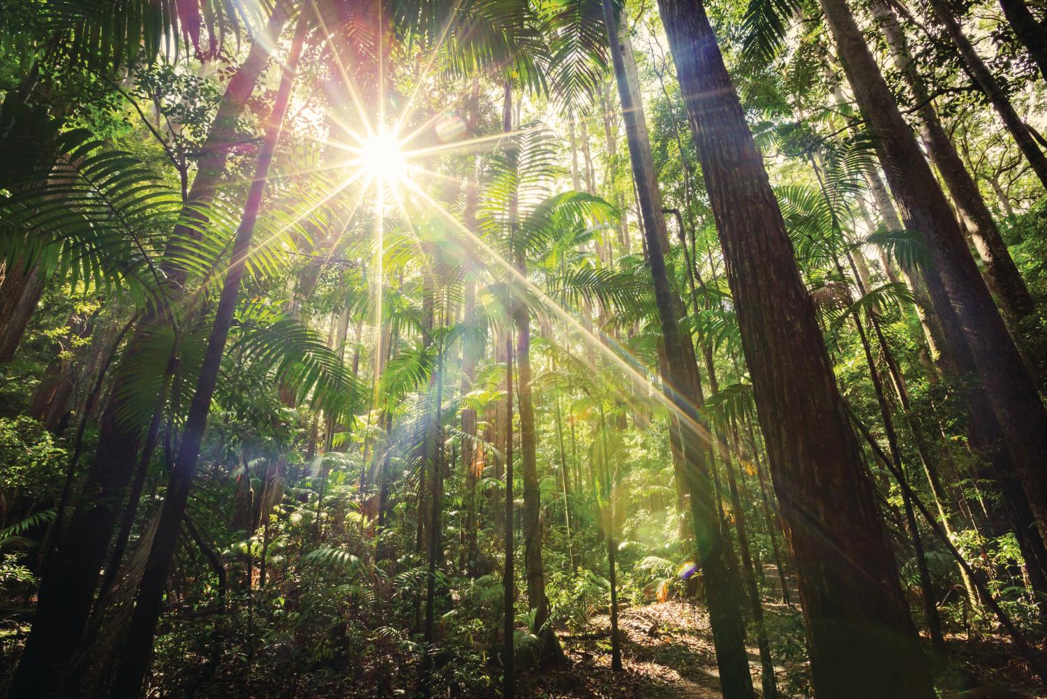 Rainforest on Fraser Island