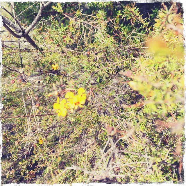 Thumbnail for Flora of K'gari: Discovering Rainforests, Heathlands & Wildflowers