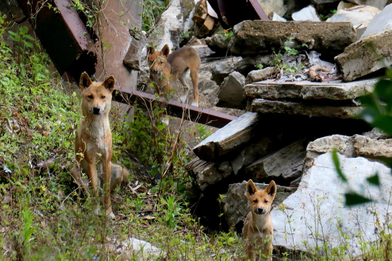 Thumbnail for The Iconic K'gari (Fraser Island) Dingo: Safety. Stories & Conservation